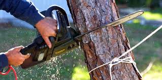 Best Tree Maintenance Programs  in Sheridan, IL